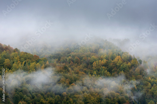 Mist covering an autumn forest in the morning.