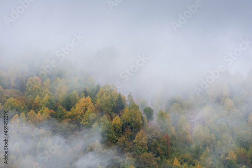 Mist covering an autumn forest in the morning.