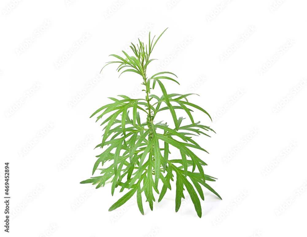 Fototapeta premium Artemisia vulgaris L, Sweet wormwood, Mugwort isolated on white background