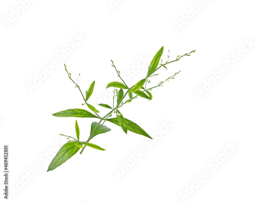 Andrographis paniculata or King of Bitters plant isolated on white background