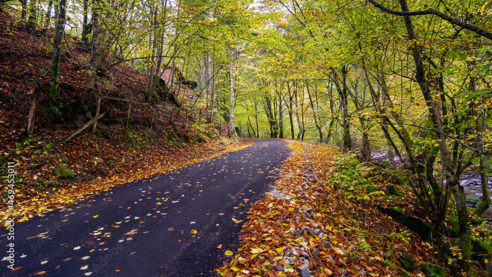 Fototapeta premium Autumn landscape, asphalt road mostly covered by leaves