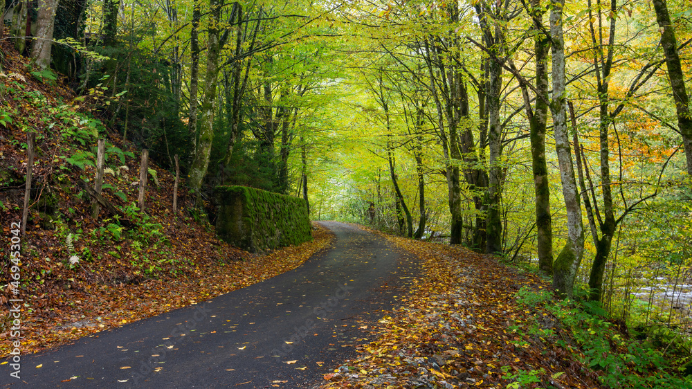Autumn landscape, asphalt road mostly covered by leaves Autumn landscape, asphalt road mostly covered by leaves