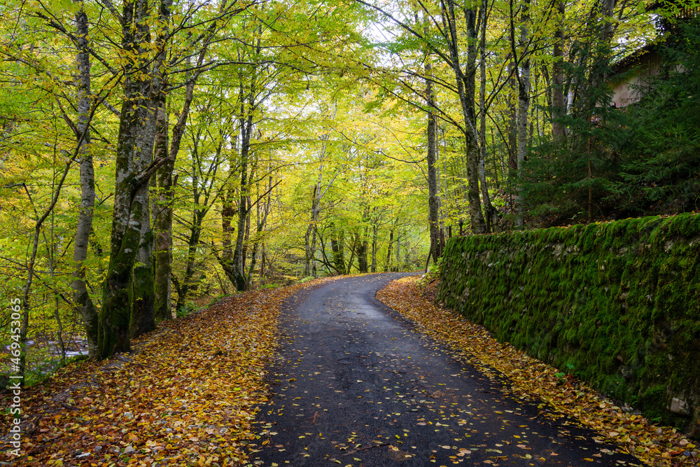 Autumn landscape, asphalt road mostly covered by leaves Autumn landscape, asphalt road mostly covered by leaves