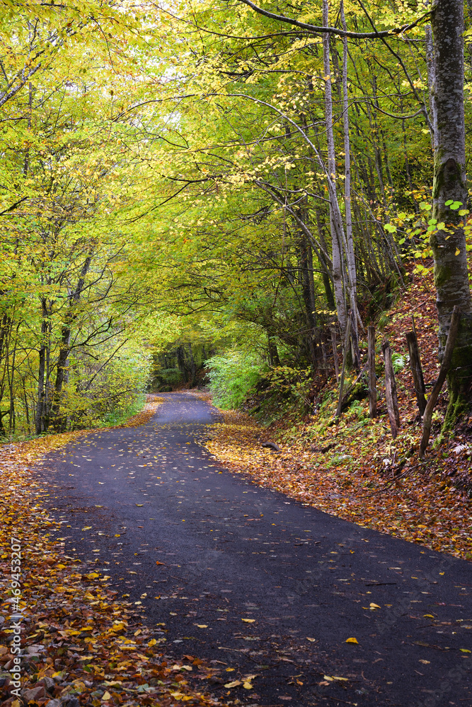 Fototapeta premium Autumn landscape, asphalt road mostly covered by leaves