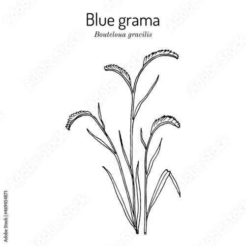 Blue grama Bouteloua gracilis , state grass of New Mexico and Colorado