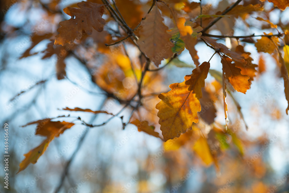 Vivid yellow autumn oak tree foliage at sunny day. Natural soft beautiful background with orange fall leaves over clean blue sky. Wilting of nature in November Vivid yellow autumn oak tree foliage at sunny day. Natural soft beautiful background with orange fall leaves over clean blue sky. Wilting of nature in November