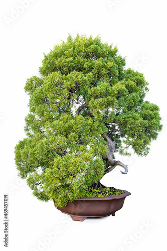bonsai of juniper tree isolated