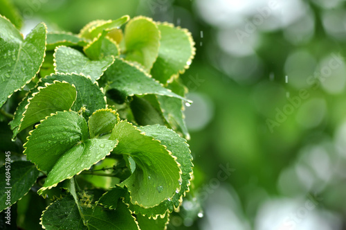 Close up of wet green acalypha wilkesiana plant in the rainy day photo