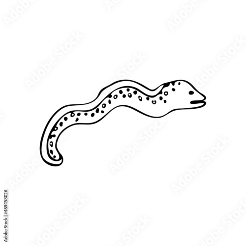 Doodle sea snake, moray eel fish. Inhabitant of the coral reef. Animal of the ocean, seabed, oceanarium. Hand drawn thin line art vector illustration. Isolated simple element.