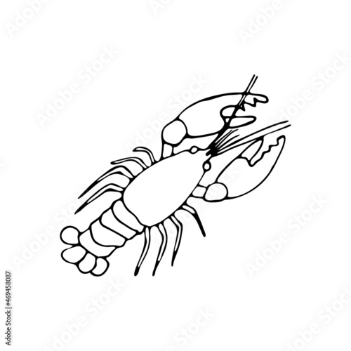 Doodle sea lobster. Inhabitant of the coral reef. Crustacean animal of the ocean, seabed, oceanarium. Hand drawn thin line art vector illustration. Isolated simple element.