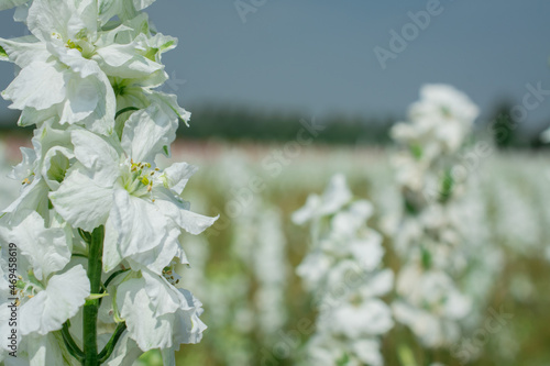 Closeup of delphiniums flowers  in field at Wick, Pershore, Worcestershire, UK photo