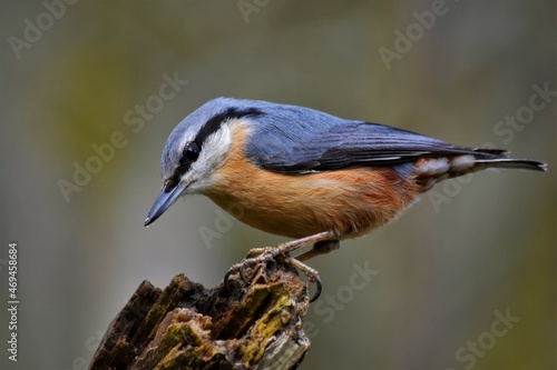 Sittelle torchepot (Sitta europaea), Neuchâtel, Suisse.
