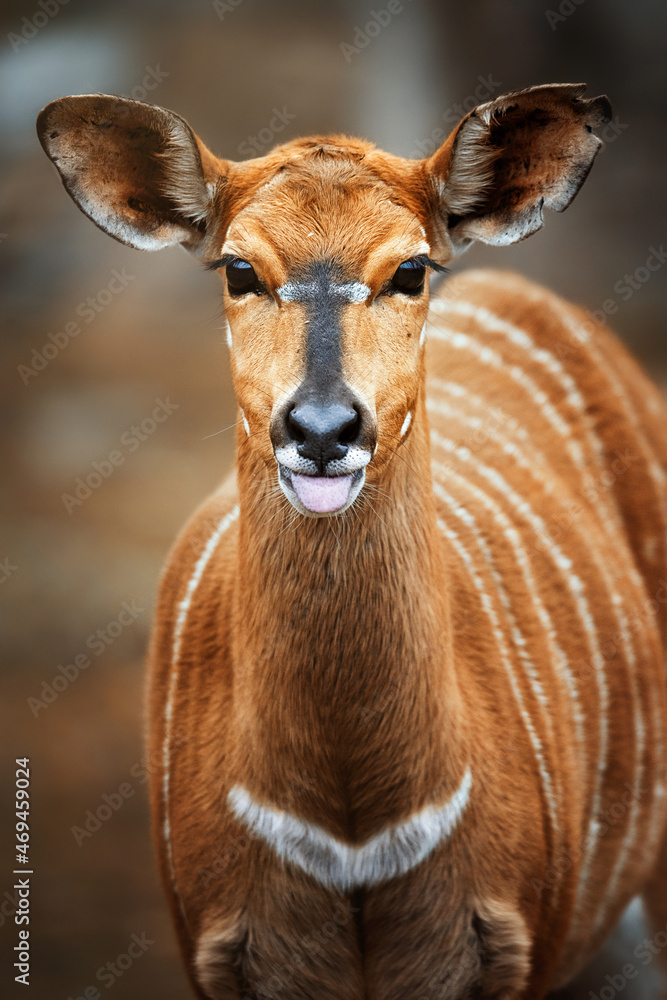 Fototapeta premium Lowland Nyala (Tragelaphus angasii) detail portrait