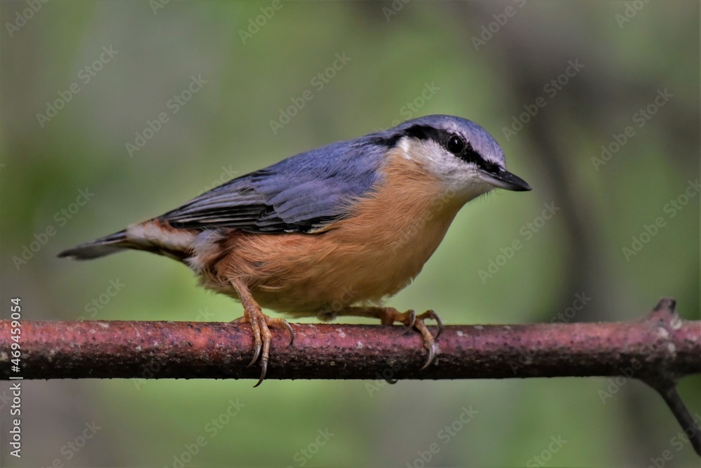 Sittelle torchepot (Sitta europaea), Neuchâtel, Suisse. Sittelle torchepot (Sitta europaea), Neuchâtel, Suisse.