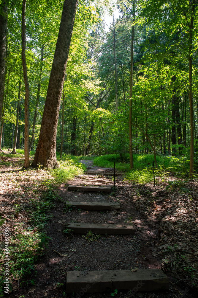 Wooden steps on woodland hiking trail into lush green forest Wooden steps on woodland hiking trail into lush green forest