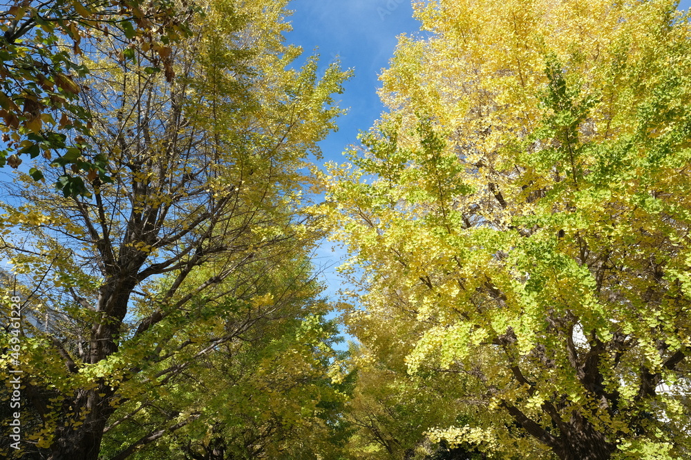 Japanese ginkgo, いちょう並木
