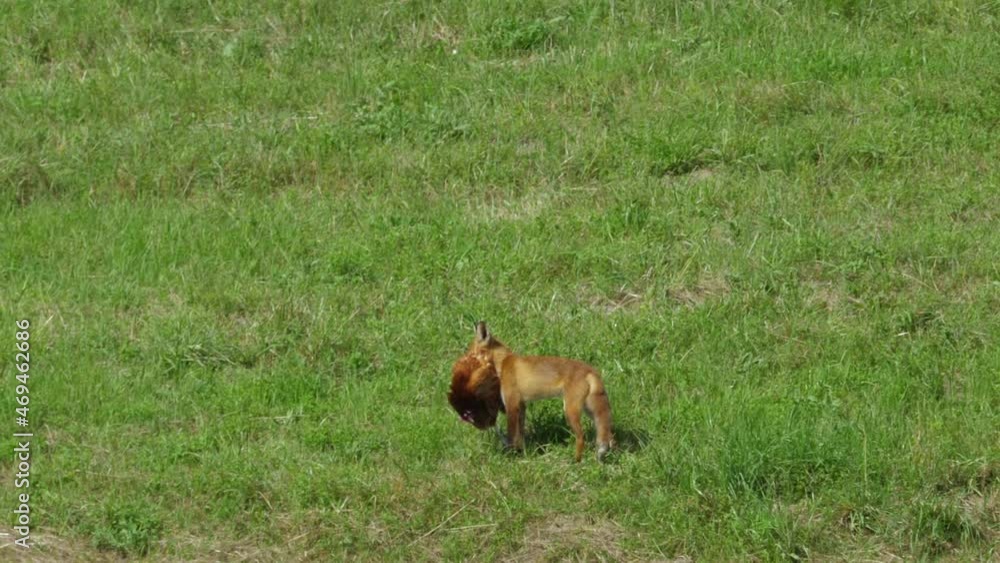 Red Fox Steals Chicken on Farm and Runs Away Into Forest. Fox Dragging Dead Big Chicken. Wild Red Fox (Vulpes vulpes) Feeding In Field at Edge of Wood. Wildlife Animal in Nature. Beast of Prey. Red Fox Steals Chicken on Farm and Runs Away Into Forest. Fox Dragging Dead Big Chicken. Wild Red Fox (Vulpes vulpes) Feeding In Field at Edge of Wood. Wildlife Animal in Nature. Beast of Prey.