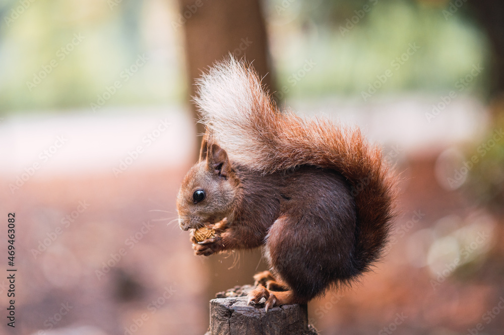 Red squirrel eating while sitting on a pole. Sciurus vulgaris. Campo Grande, Valladolid Spain. Red squirrel eating while sitting on a pole. Sciurus vulgaris. Campo Grande, Valladolid Spain.