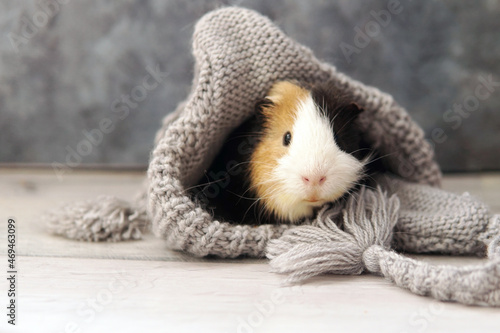 Guinea pig in a gray hat on gray background
