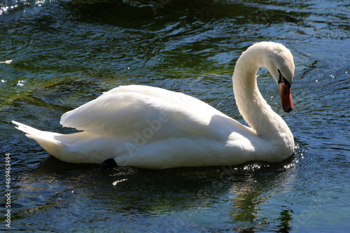 Höckerschwan photo