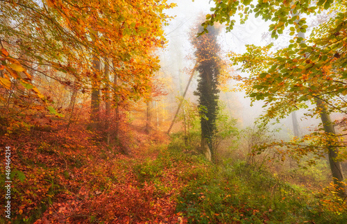 autumn in the foggy woods