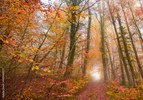 autumn forest in the morning  fog © danimages