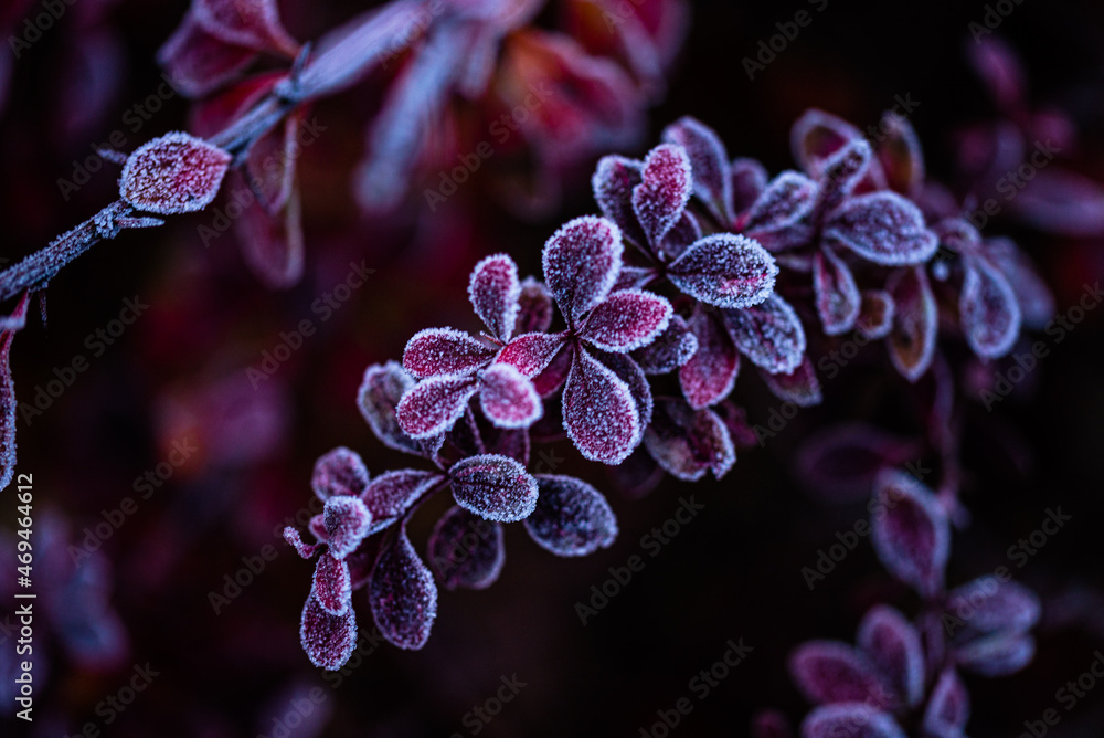 Ταπετσαρία Heavy frost on red leaves and branch