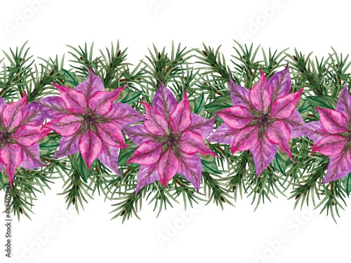 Seamless border of poinsettia pink flowers and green fir branches. Christmas floral decor. Watercolor hand painted isolated element on white background.