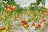 Colorful, from raw to ripe scale of tomatoes view from a greenhouse.