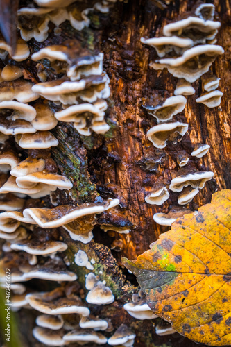 mushrooms on a tree