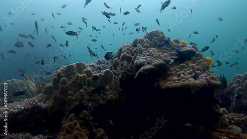 Wallpaper Mural Under water film of corals in back light with many tropical fish swimming over the reef - The Gulf of Thailand in 4K RES Torontodigital.ca