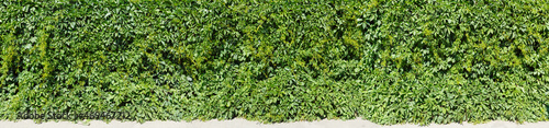 Long panoramic view of an ivy fence with a portion of the sidewalk in front of it.