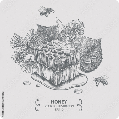 Honey and linden blossom, vector elements, hand drawn illustration