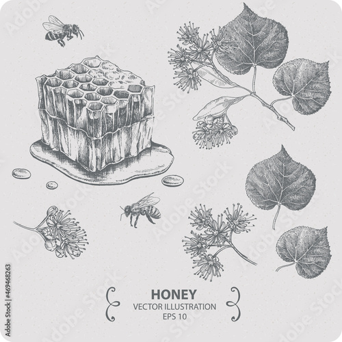 Honey and linden blossom, vector elements, hand drawn illustration