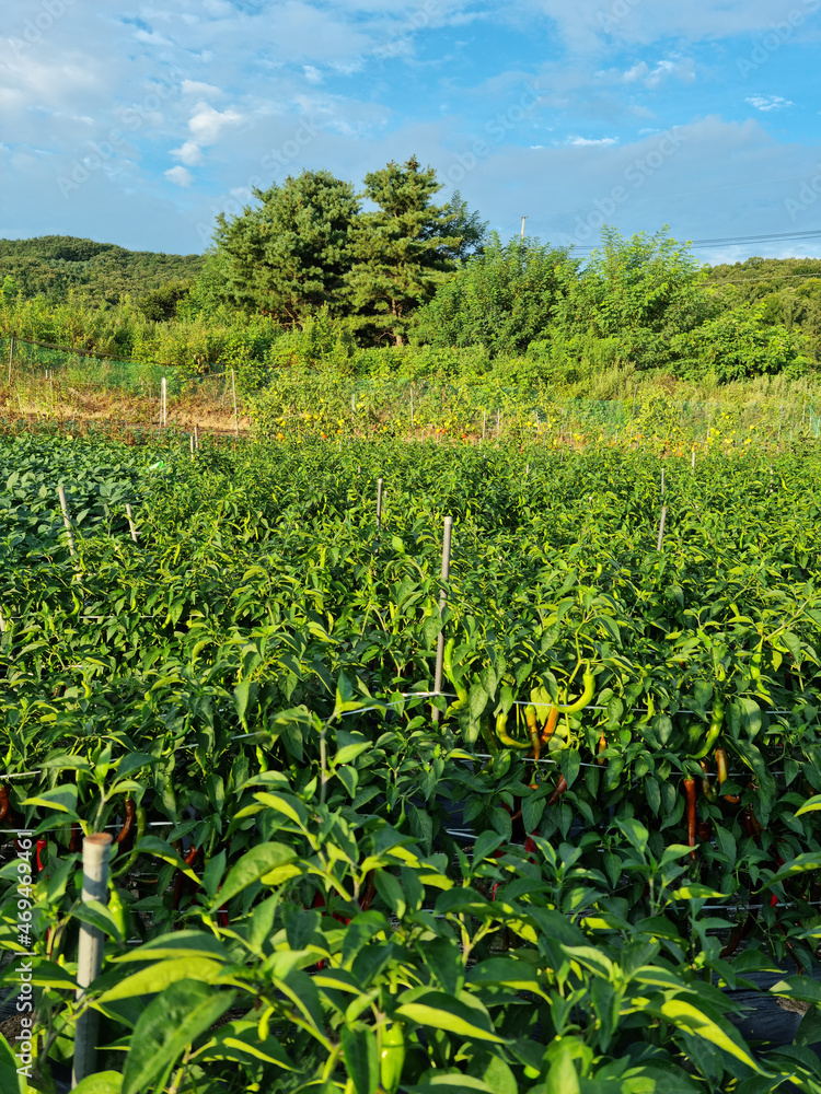 summer rural pepper field scenery.