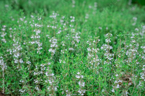 Organic herbs. Thyme plant close-up. Aromatic herbs. Seasoning, cooking ingredients photo