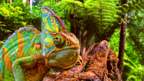 A colorful close-up chameleon with a high crest on its head.