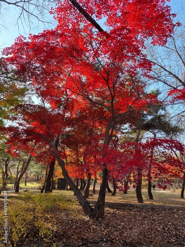 Palace of Korea at Autumn (Changgyeonggung)