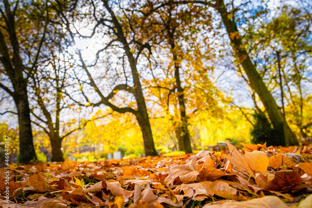 autumn in the park autumn in the park