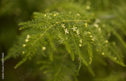 Flora of Gran Canaria - Asparagus setaceus, commonly known as common asparagus fern, garden escape on Canary Islands, natural macro floral background