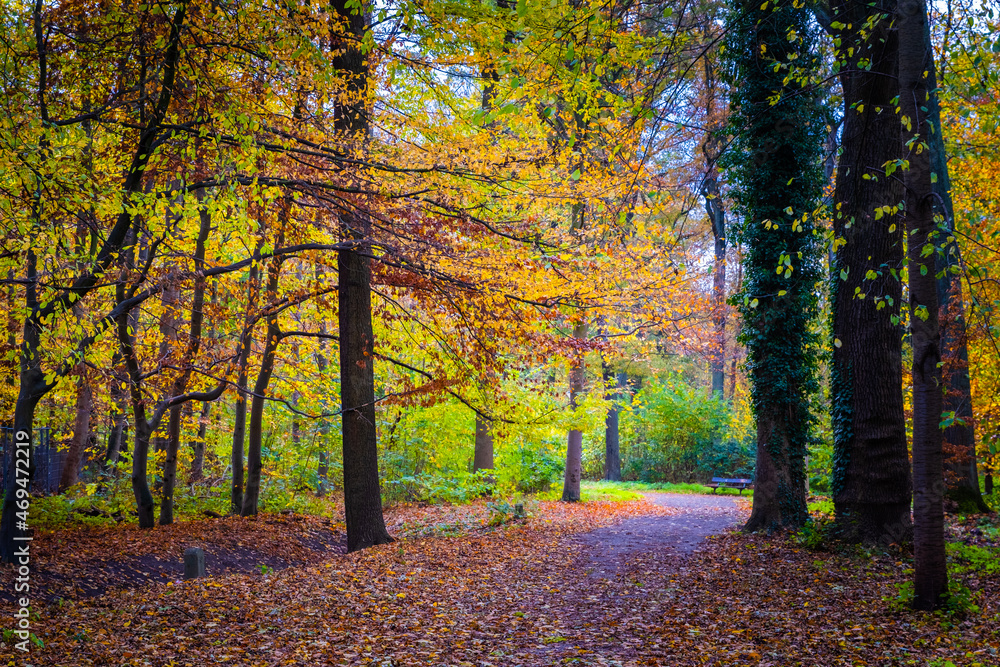 Naklejka premium autumn in the park