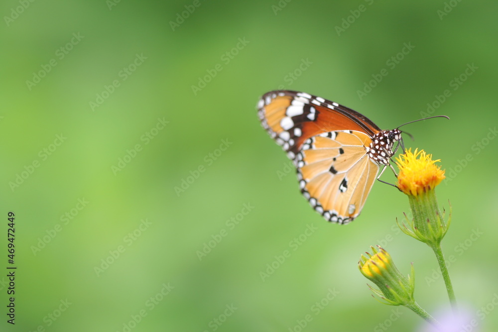 Butterfly on flower with macro zoom up