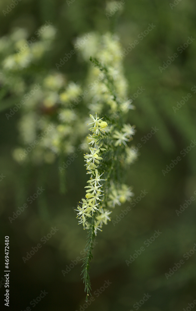 Flora of Gran Canaria -  Asparagus setaceus, commonly known as common asparagus fern, 
graden escape on Canary Islands, natural macro floral background