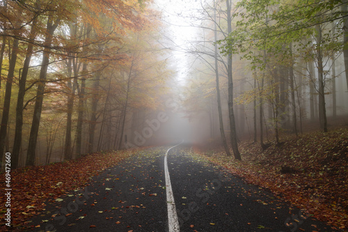 Autumn landscape of the mountain road  cutting through a foggy forest