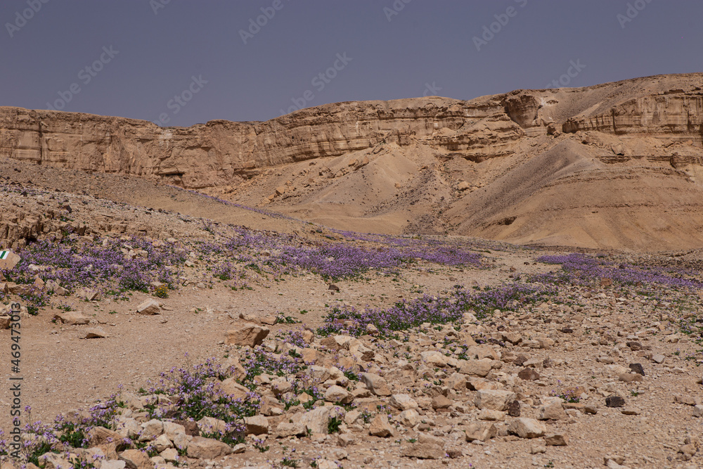 Purple flowers around a road in the Judean Desert in Israel