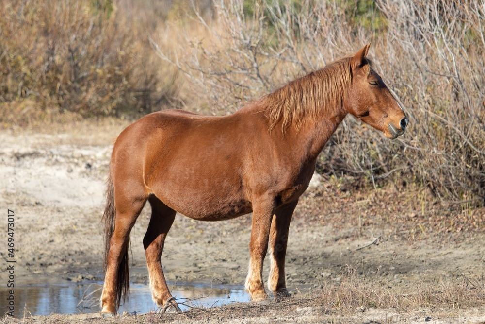 Fototapeta premium Wild horses