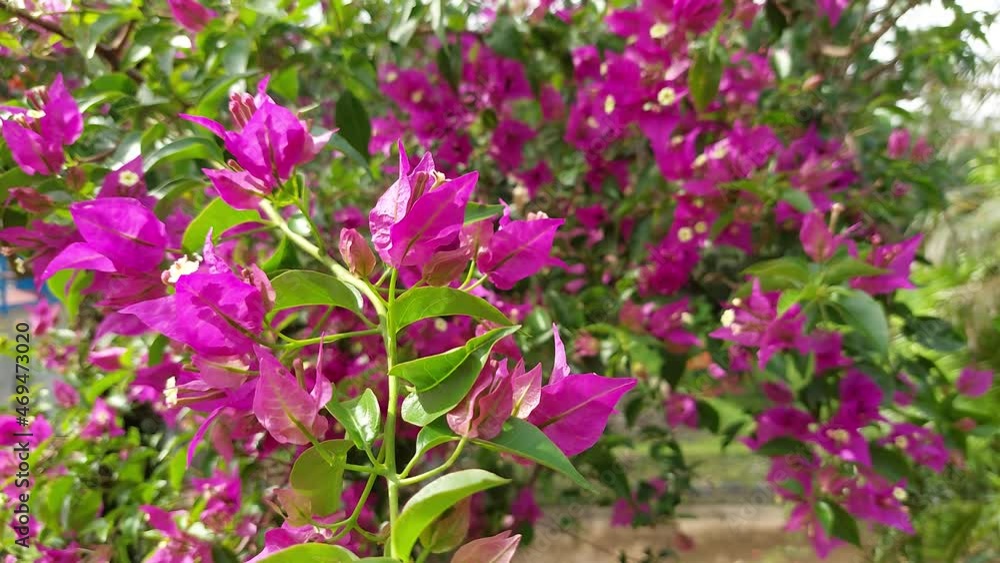 4k beautiful purple bougainvillea flowers, swaying in the wind, close up nature footage 4k beautiful purple bougainvillea flowers, swaying in the wind, close up nature footage