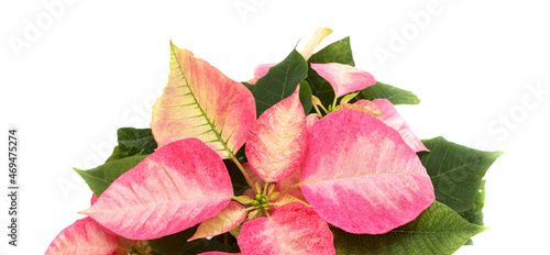 Pink poinsettia  Euphorbia pulcherrima or Easter flower  natural floral macro background 