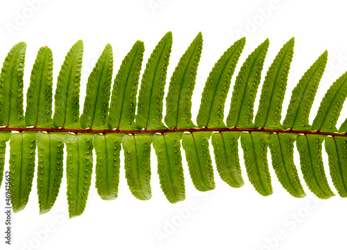 Tableau sur toile Green fresh frond of fern with spore clusters called sori isolated on white back