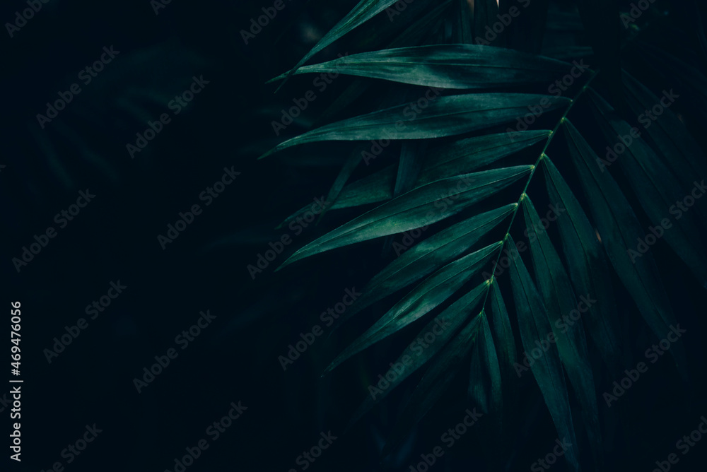 Dark green leaves background. Minimal neutral aesthetic. Tropical plant